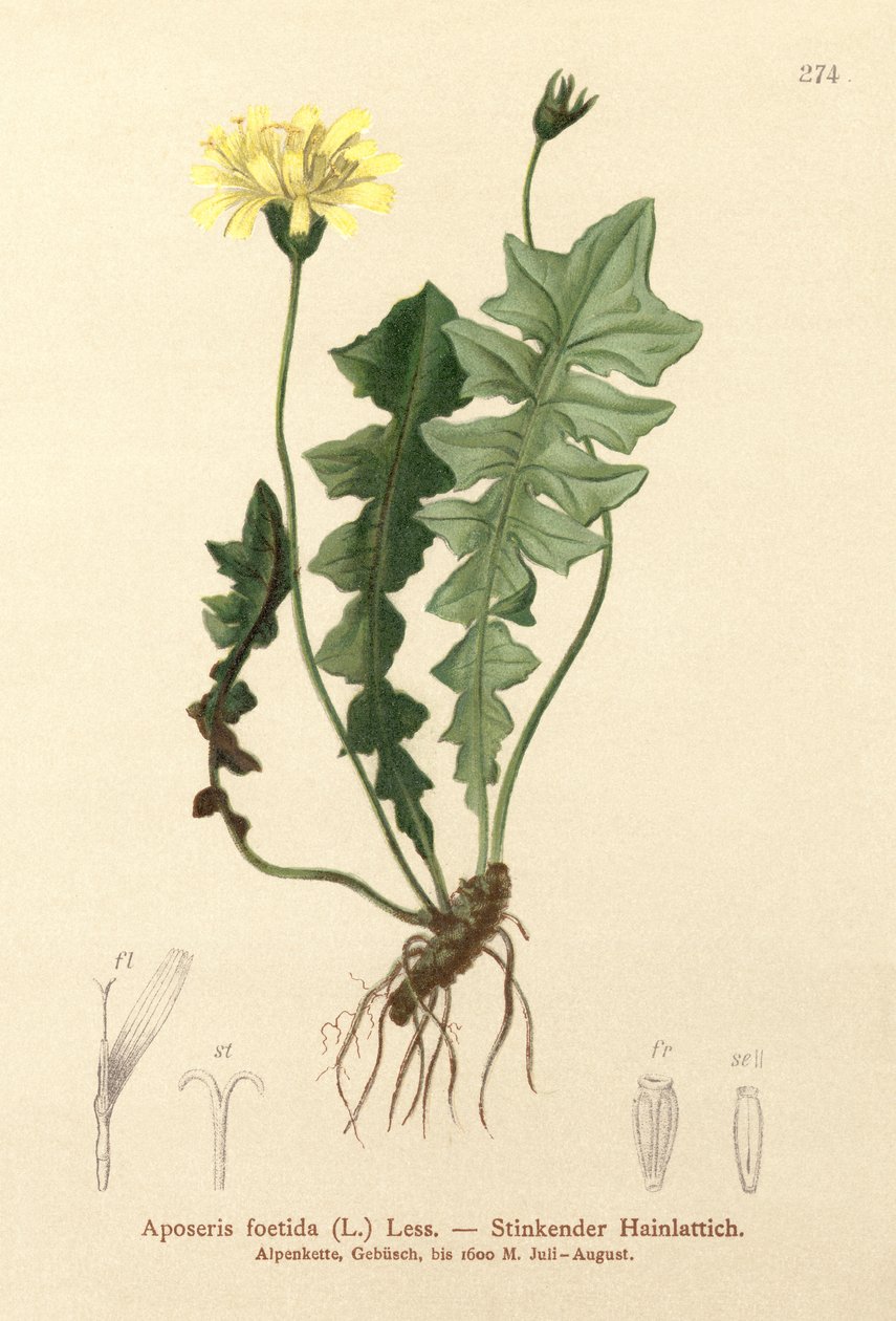 गंध सुअर का सलाद (Aposeris foetida) द्वारा जर्मन स्कूल