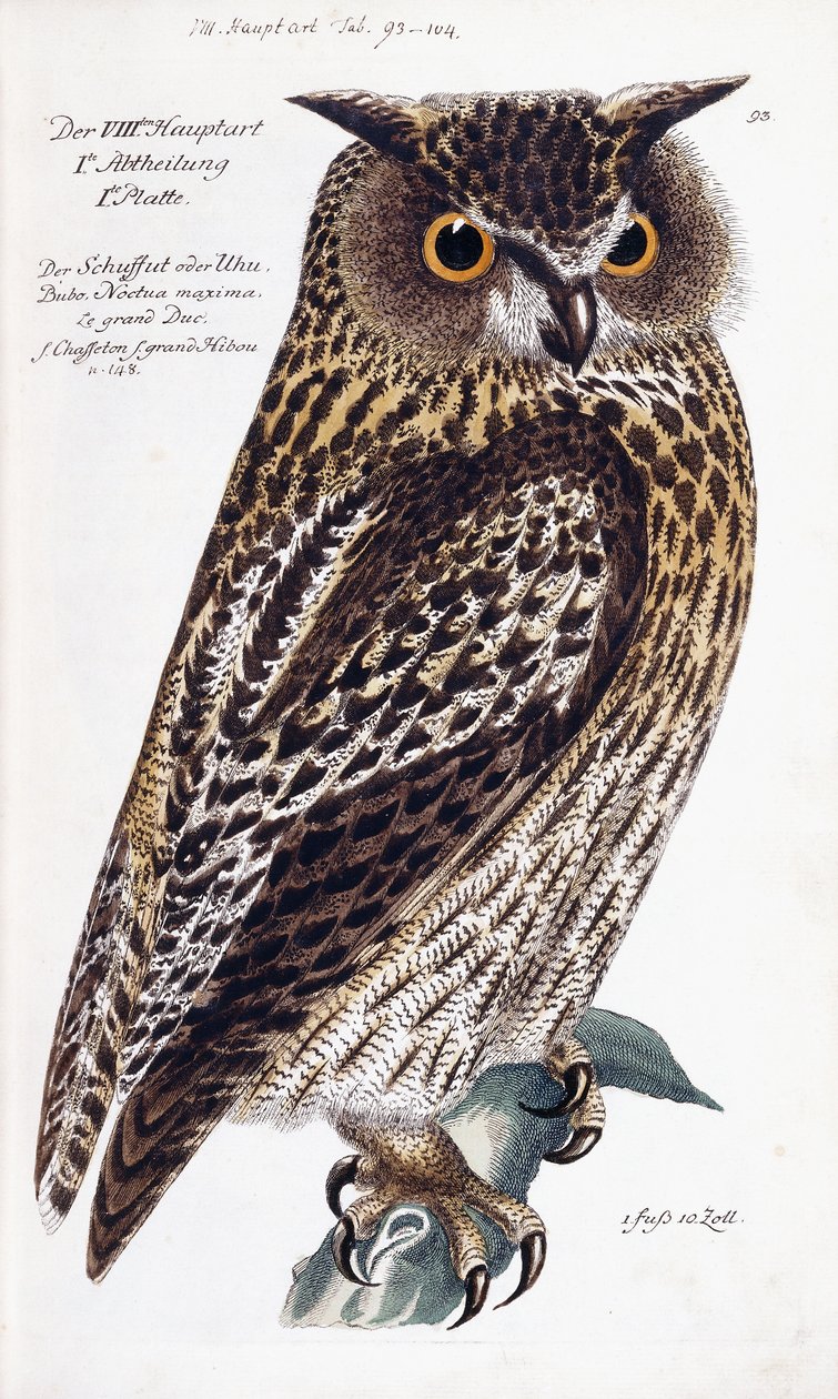 उल्लू, 1733-1763 द्वारा जर्मन स्कूल