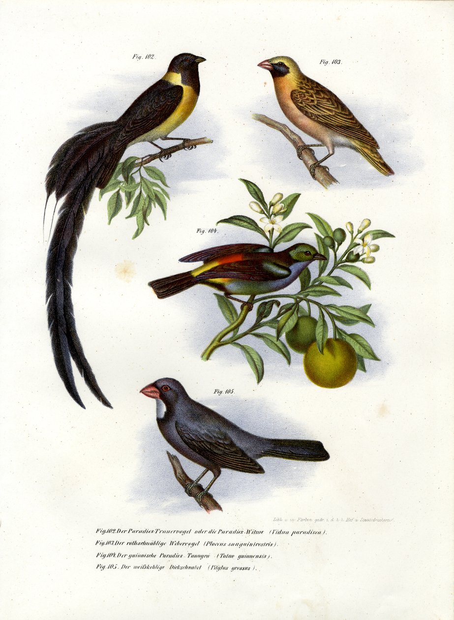 स्वर्ग व्हिडा, 1864 द्वारा जर्मन स्कूल