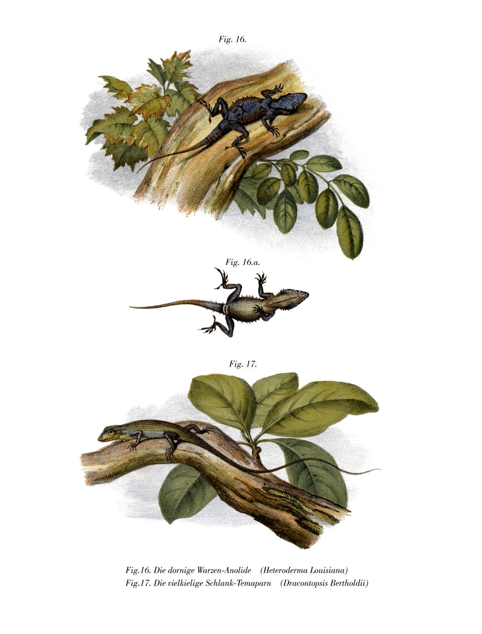 आड़ू Anole (रंग लिथो) द्वारा जर्मन स्कूल