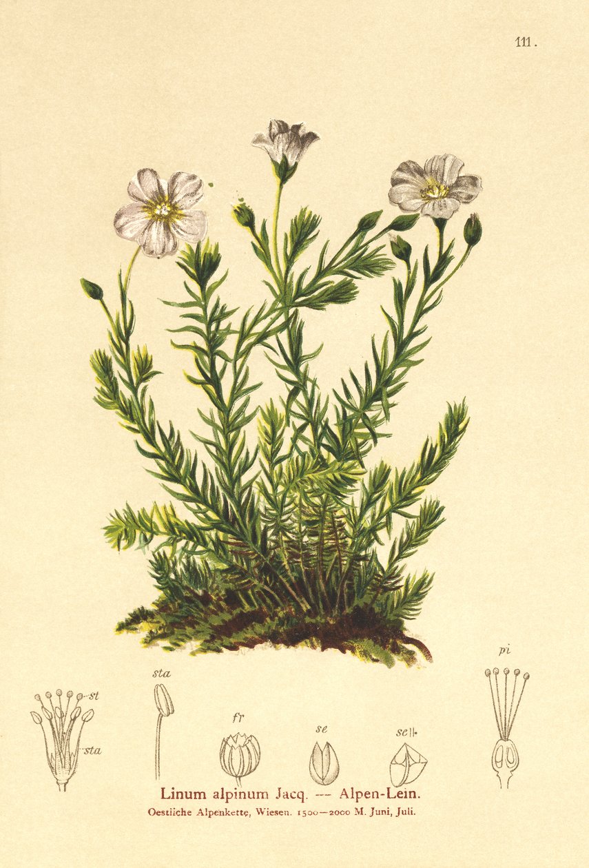 बारहमासी सन (Linum Alpena, Linum perenne) द्वारा जर्मन स्कूल