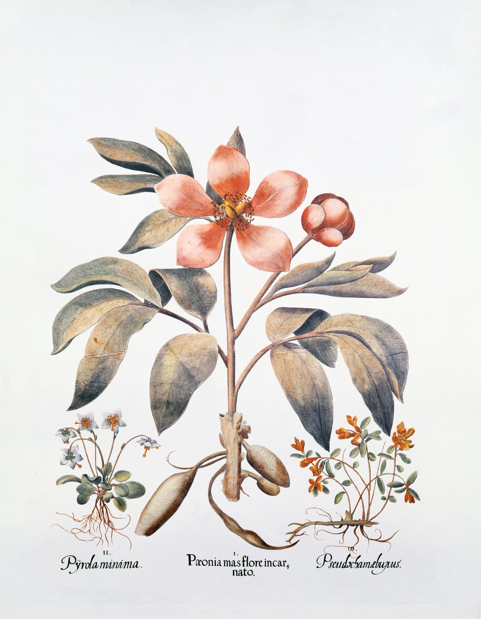 गुलाबी Peony (हाथ से रंग उत्कीर्णन) द्वारा जर्मन स्कूल