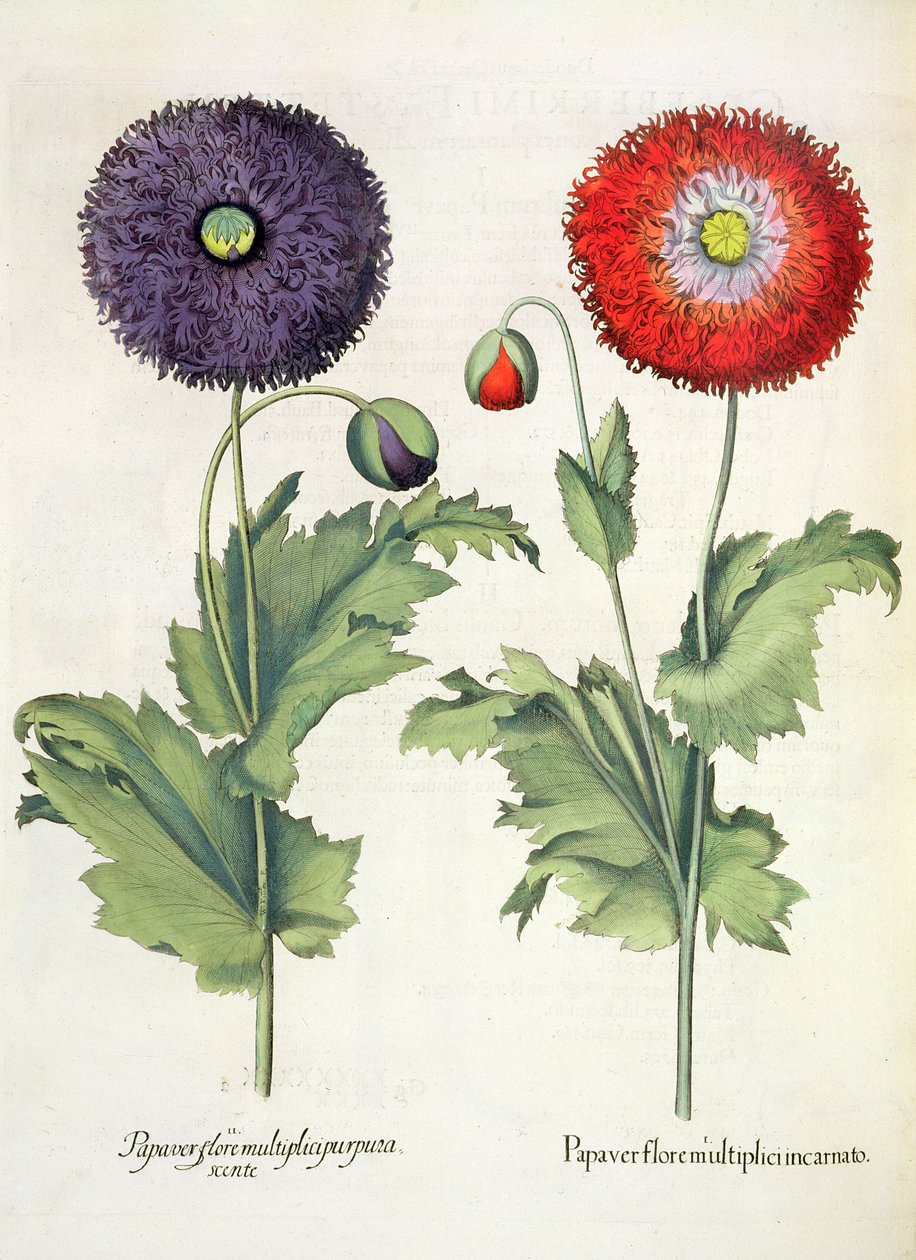 पॉपीज़: 1.Papaver कई मांस खिलते हैं; 2.Papaver कई बैंगनी फूल, तुलसी Besler (1561-1629), पब से Eystettensis से। 1613 द्वारा जर्मन स्कूल