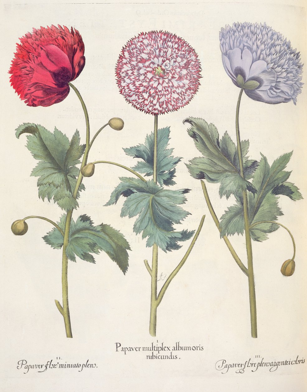 खसखस, लाल 1.Papaver कई albumoris; 2.Papaver खिलने Miniato प्रेरण; 3.Papaver plensargentei फूल रंग, तुलसी Besler द्वारा Eystettensis (1561-1629) से, पब। 1613 द्वारा जर्मन स्कूल