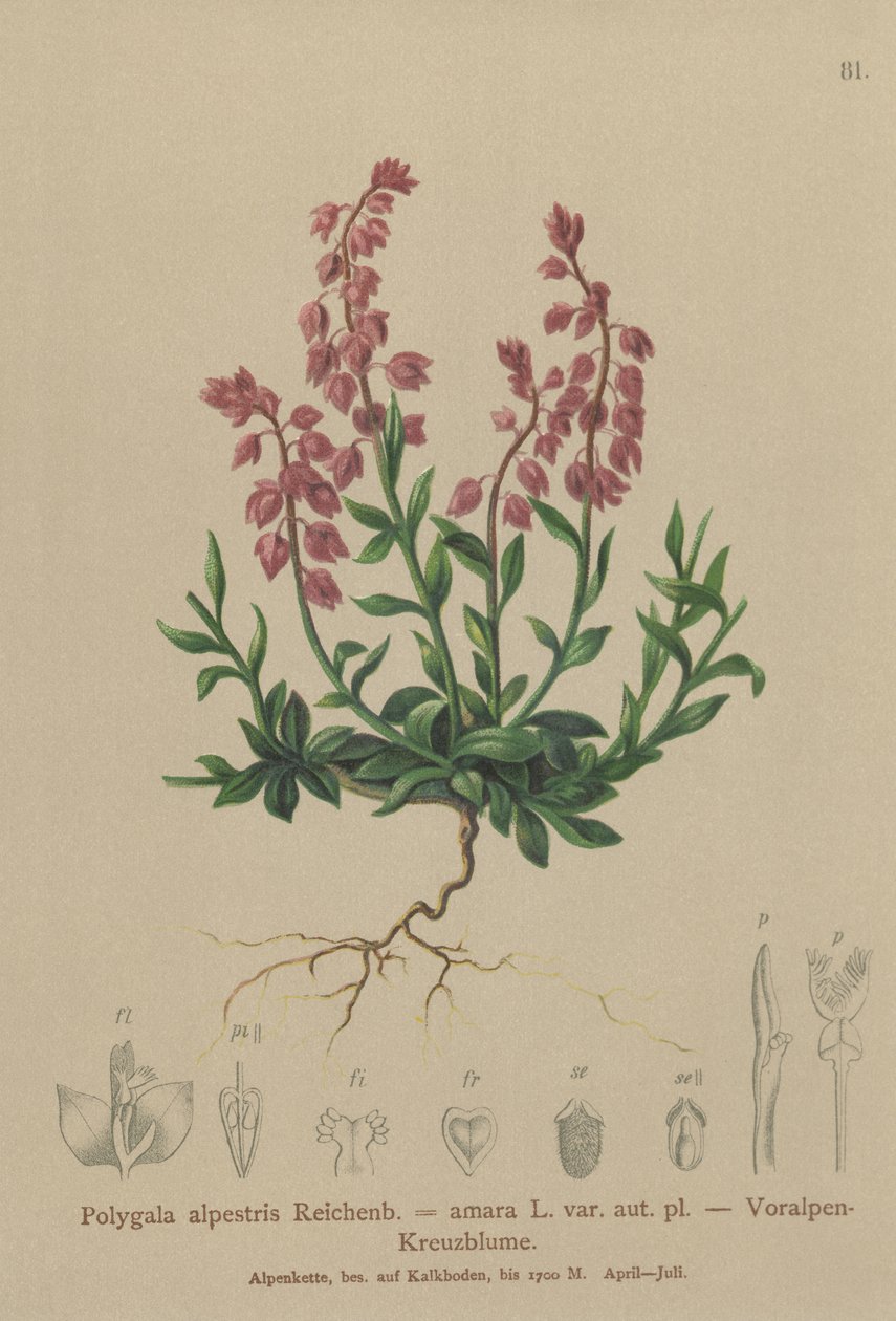 Prealpine Milkwort (पोलीगला अल्प्रिस्टिस, पोलीगला अमारा var। Aut। Pl।, Polygala brachyptera) द्वारा जर्मन स्कूल