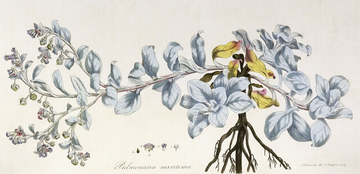 पुलमोनारिया मैरिटिमा, 1785-1788 द्वारा जर्मन स्कूल
