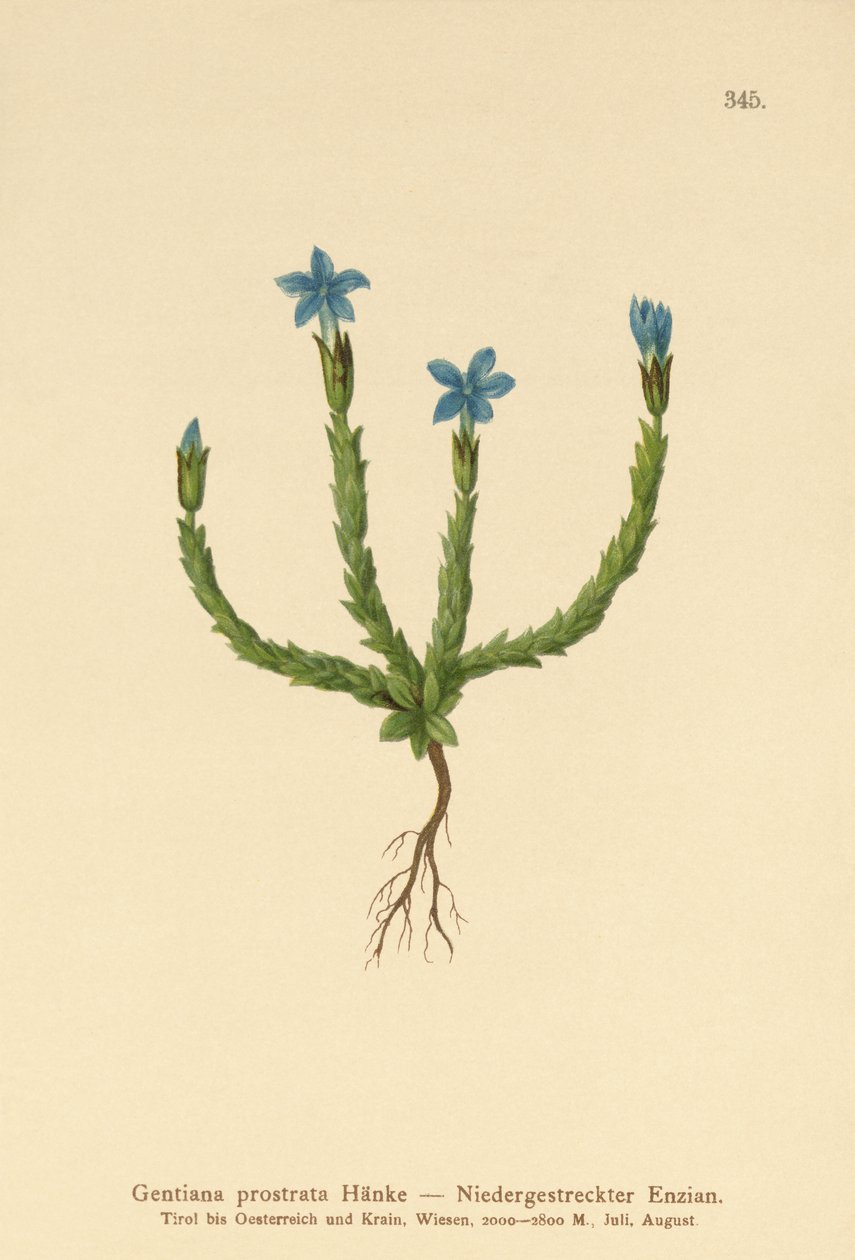 बौना किरात (Gentiana prostrata) द्वारा जर्मन स्कूल