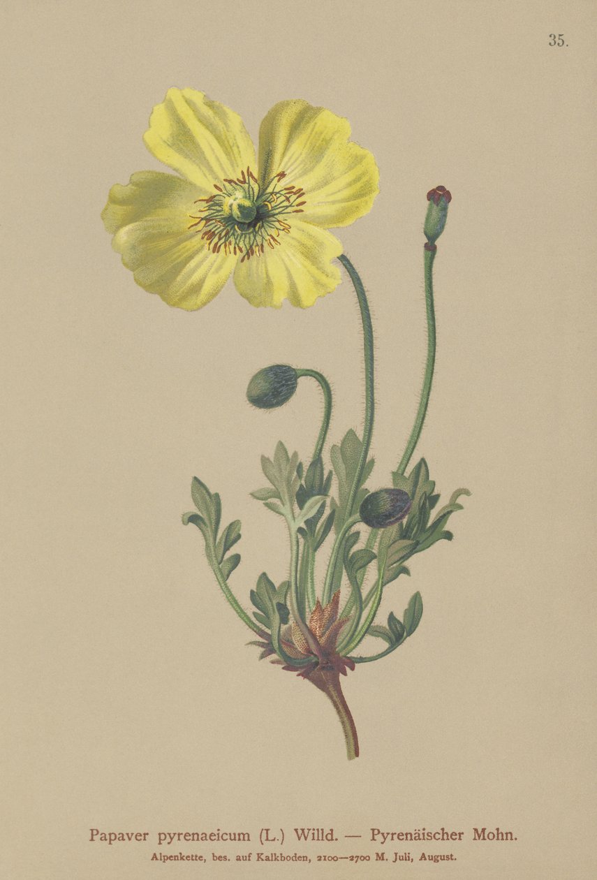 पाइरेनियन पोपी (Papaver pyrenaeicum, Papaver alpinum sub।) द्वारा जर्मन स्कूल