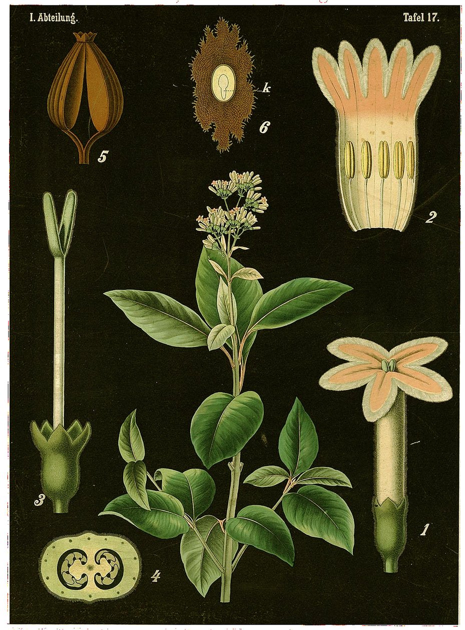 क्विनिन ट्री (सिनकोना कैलिसया) c.1890 (क्रोमोलिथोग्राफ) द्वारा जर्मन स्कूल
