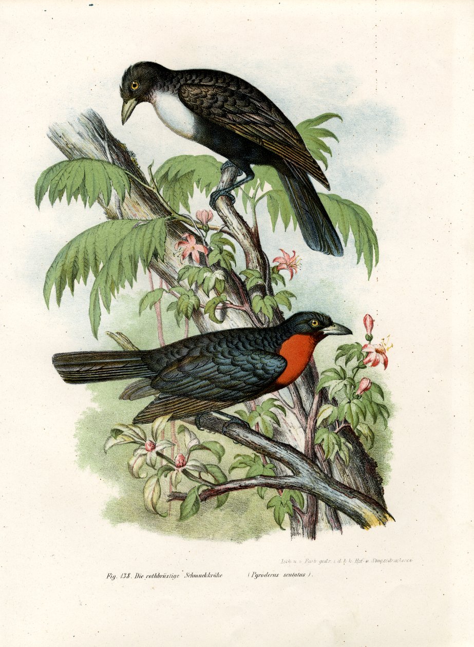 रेड-रफ़्ड फ्रूटक्रॉस, 1864 द्वारा जर्मन स्कूल