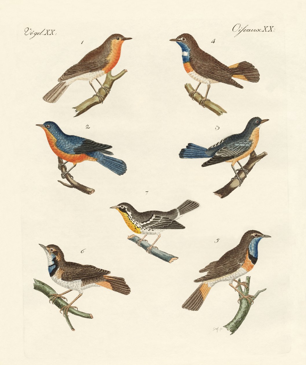 Redbreasts, bluethroats और Yellowthroats द्वारा जर्मन स्कूल
