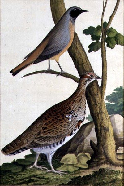 रेडस्टार्ट (फीनिकुरस फोनीकुरस) और हेज़ल हेन, c.1740 (कागज पर पानी के रंग का) द्वारा जर्मन स्कूल