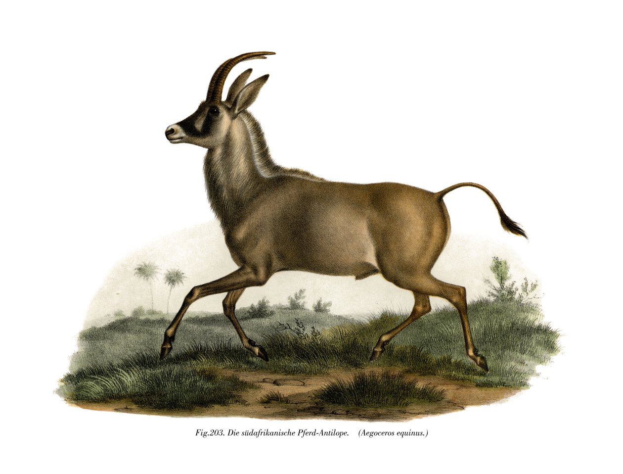 रॉन एंटेलोप, 1860 द्वारा जर्मन स्कूल