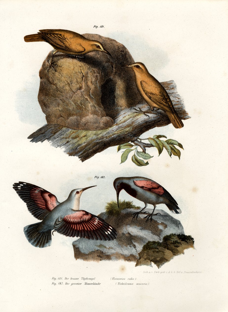 रूफस हॉनेरो, 1864 द्वारा जर्मन स्कूल