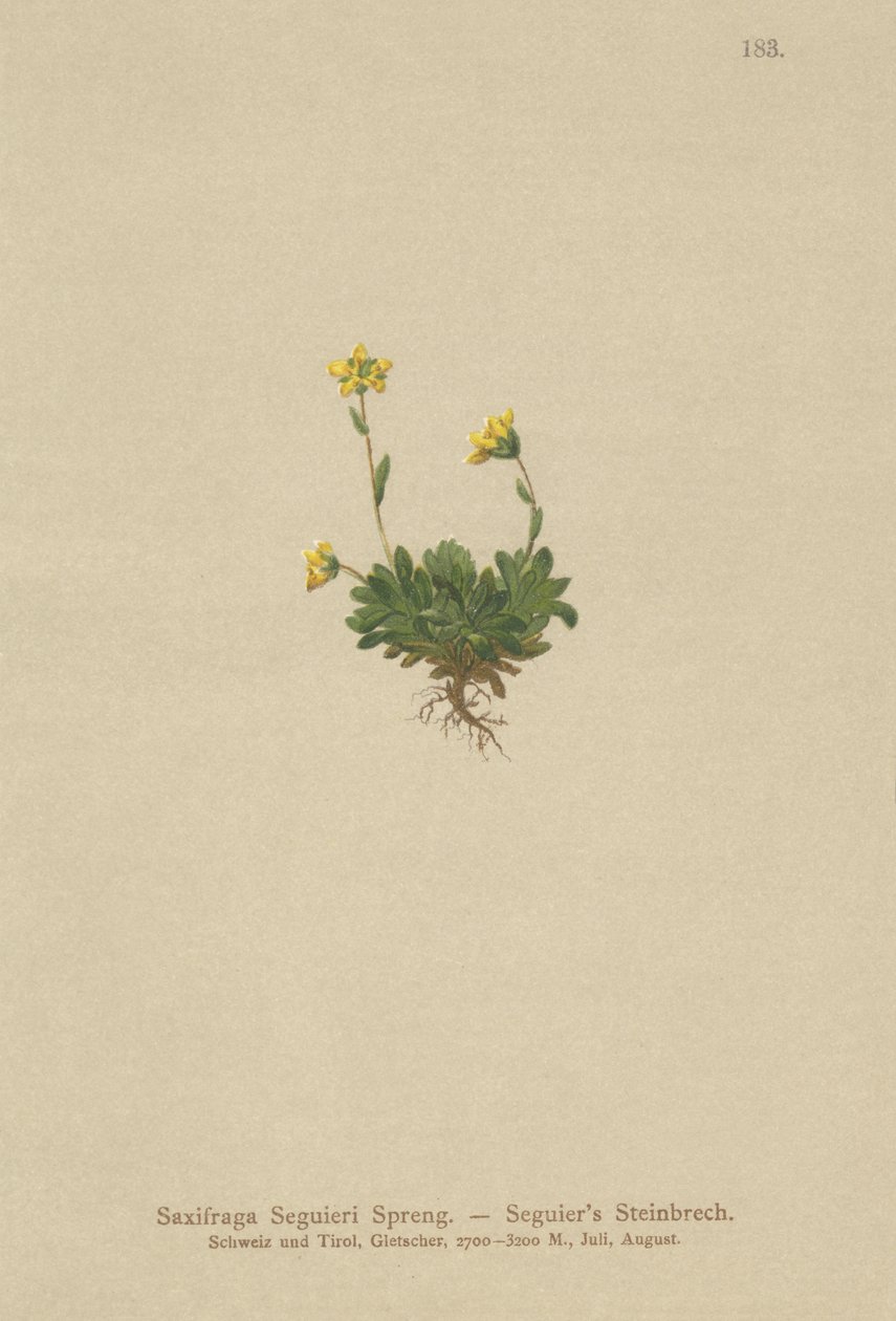Saxifraga का पालन करें (Saxifraga Seguieri) द्वारा जर्मन स्कूल