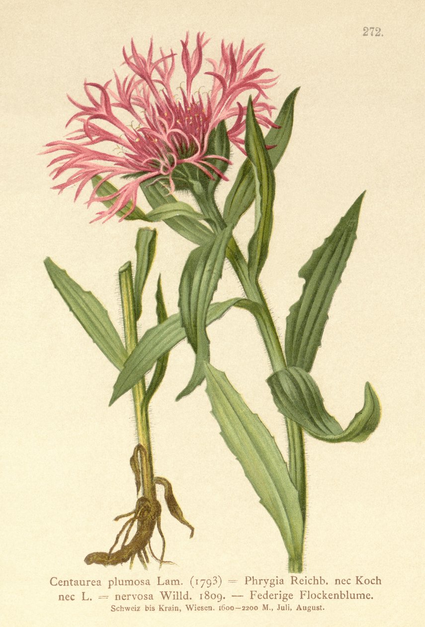 सिंगलफ्लावर नैपवीड (Centaurea plumosa, Centaurea Phrygia, Centaurea nervosa, Centaurea uniflora) द्वारा जर्मन स्कूल