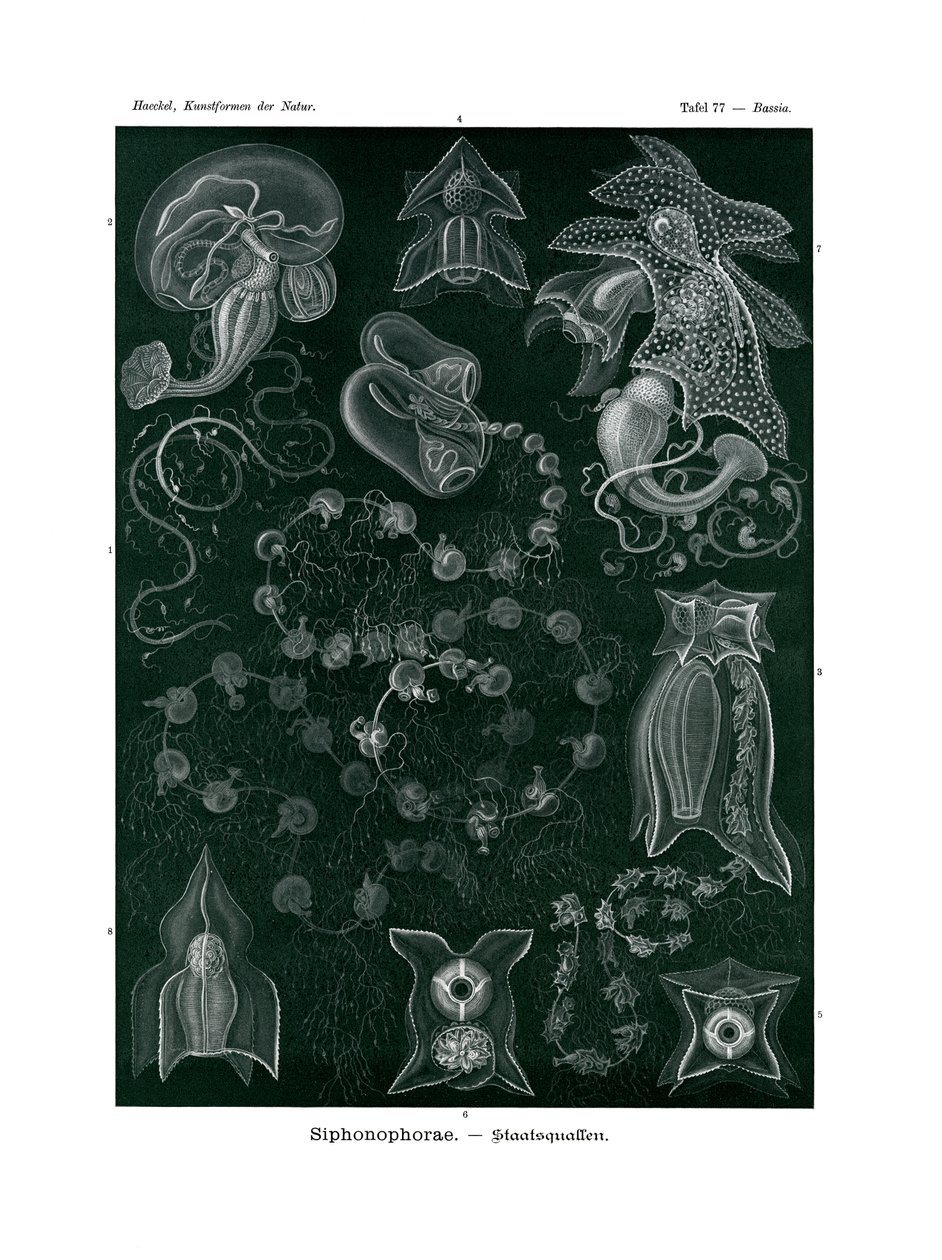 सिफोनोफोरा, 1899-1904 द्वारा जर्मन स्कूल