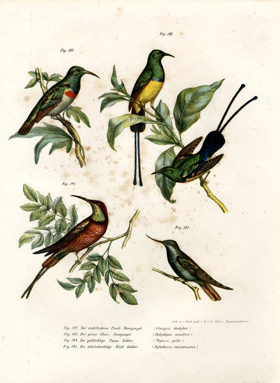 दक्षिणी डबल-कॉलर सनबर्ड, 1864 द्वारा जर्मन स्कूल