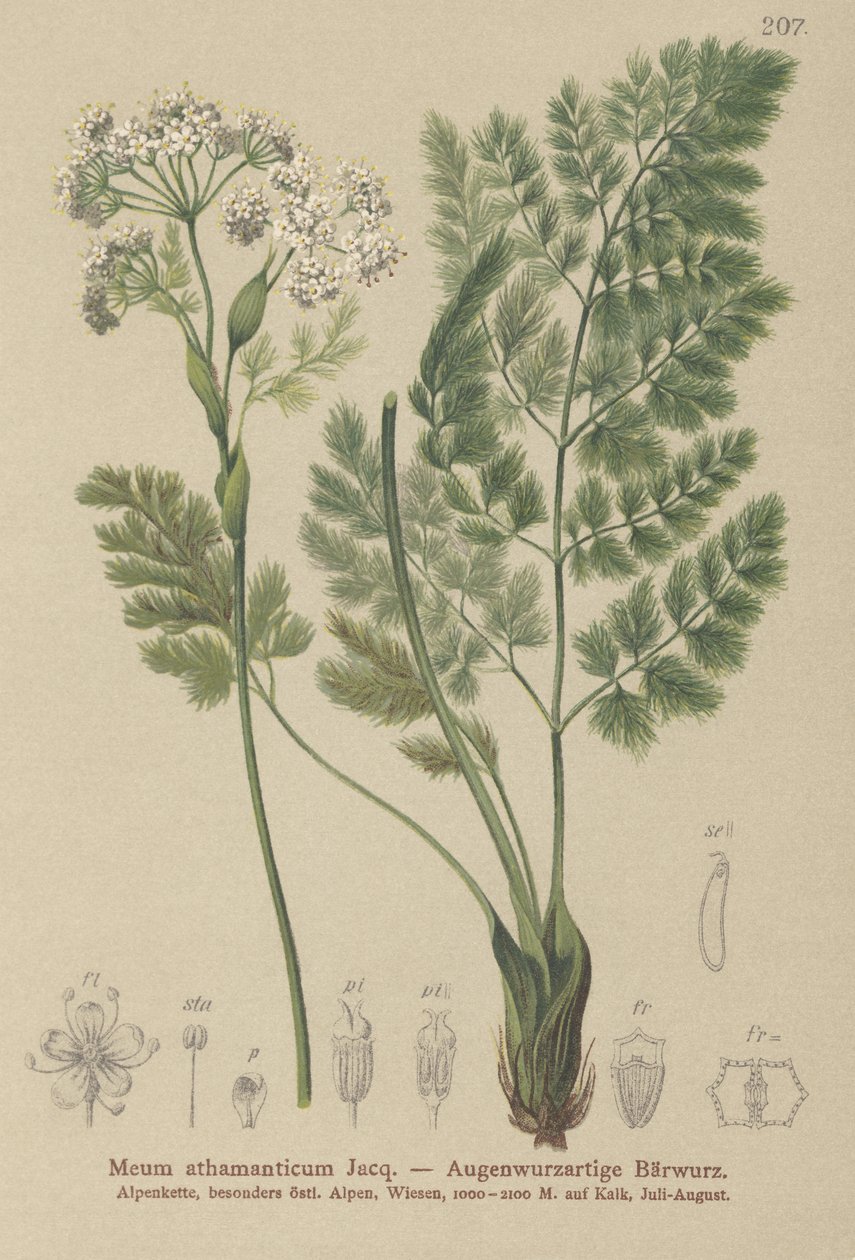 Spignel (मेरे athamanticum) द्वारा जर्मन स्कूल