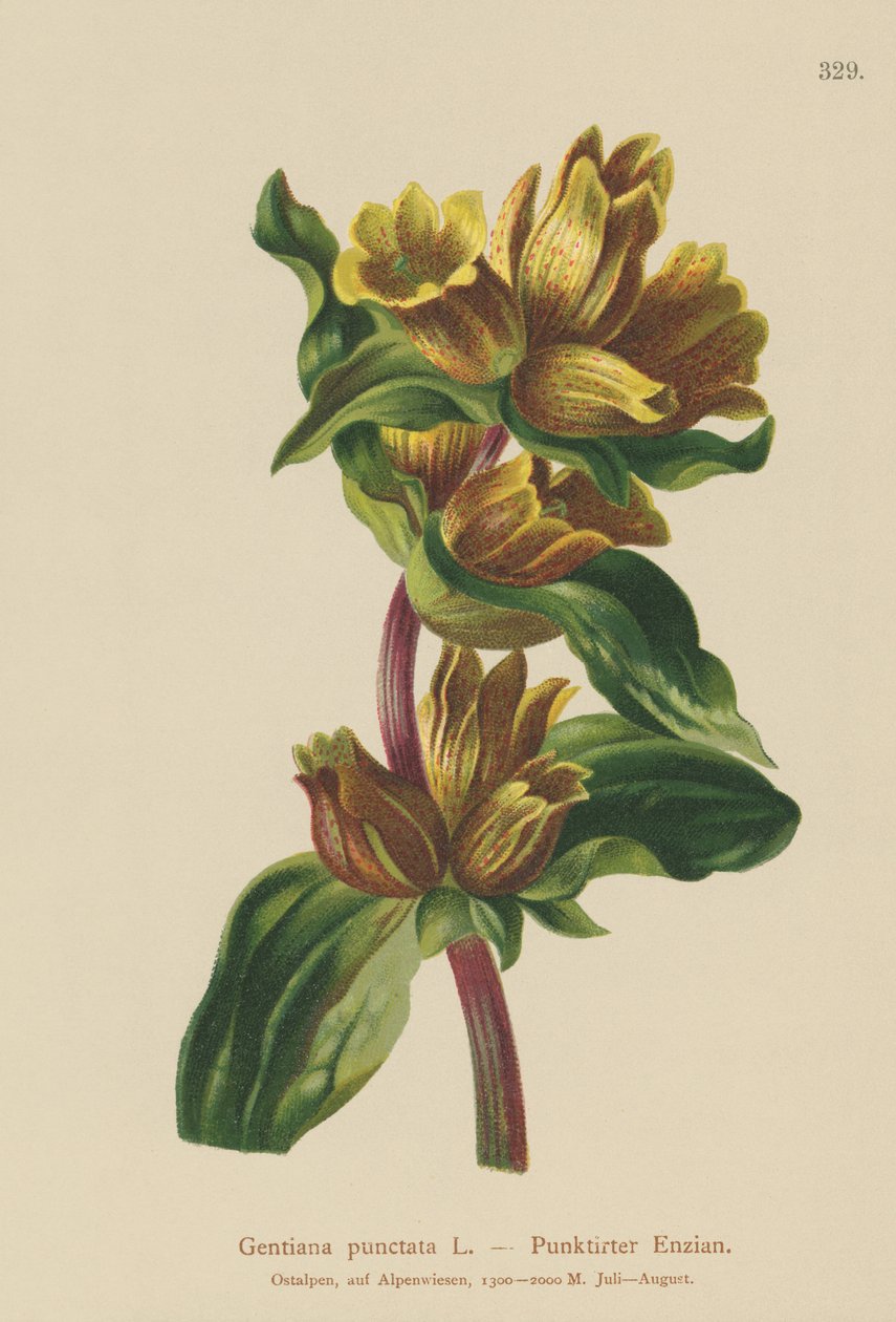 चित्तीदार जेंटियन (Gentiana punctata) द्वारा जर्मन स्कूल