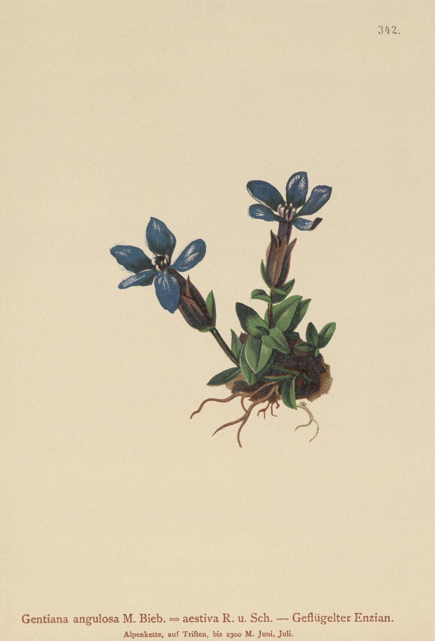 स्प्रिंग किरात (Gentiana वसंत, Geniiana कोणीय, Geniiana ग्रीष्मकालीन) द्वारा जर्मन स्कूल