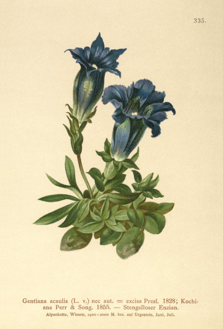 Stemless किरात (Gentiana acaulis, काटने Geniiana) द्वारा जर्मन स्कूल
