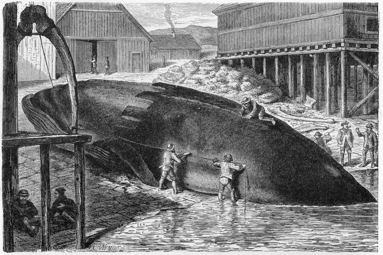 1893 फ़िनलैंड में व्हेल से धमाका द्वारा जर्मन स्कूल