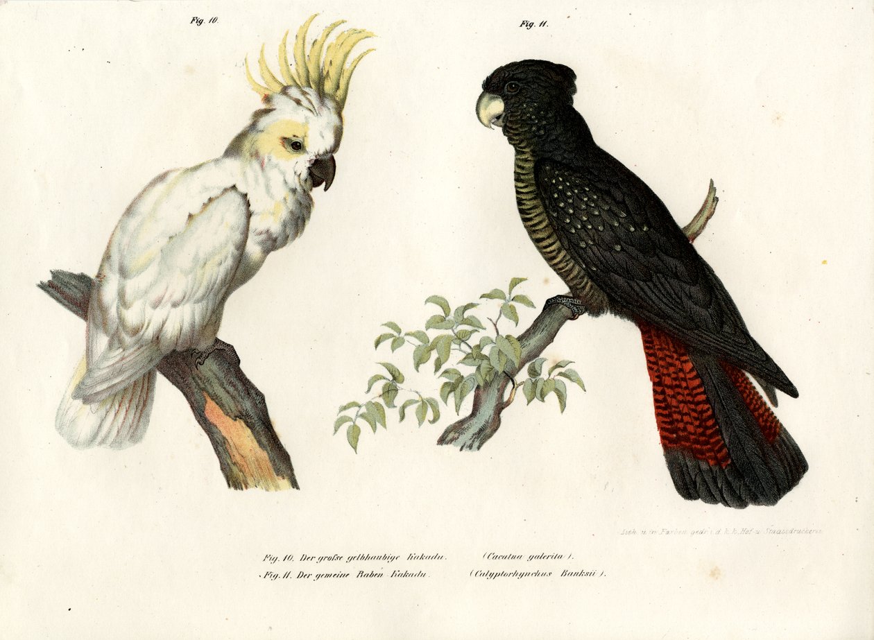 सल्फर-क्रिटेड कॉकटू, 1864 द्वारा जर्मन स्कूल
