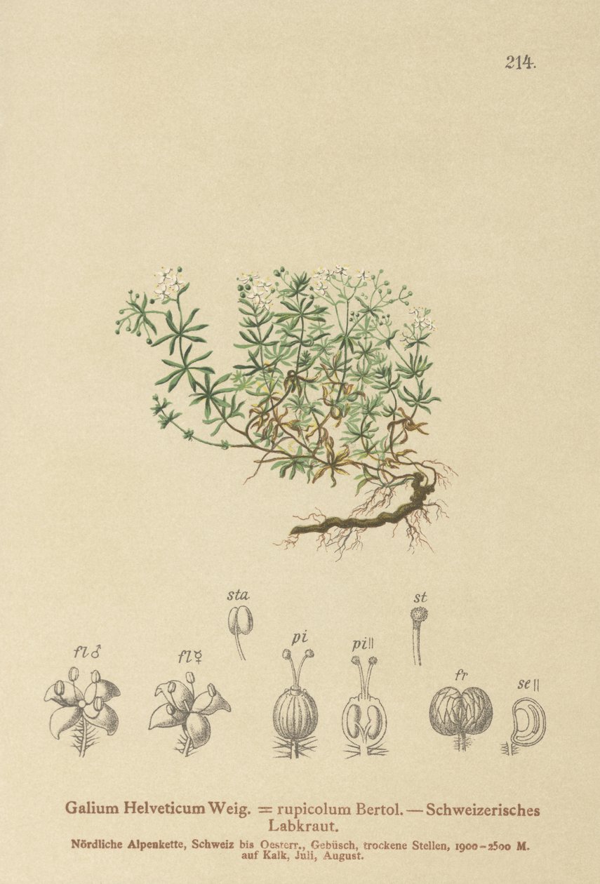 स्विस Bedstraw (Galium Helveticum रुबिया rupicolum, रुबिया megalospermum) द्वारा जर्मन स्कूल