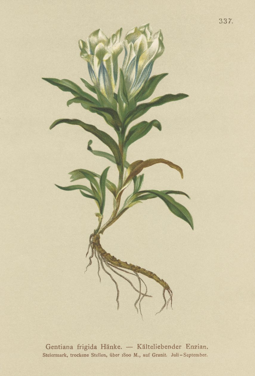 टौएर्न किरात (Gentiana ठंड) द्वारा जर्मन स्कूल