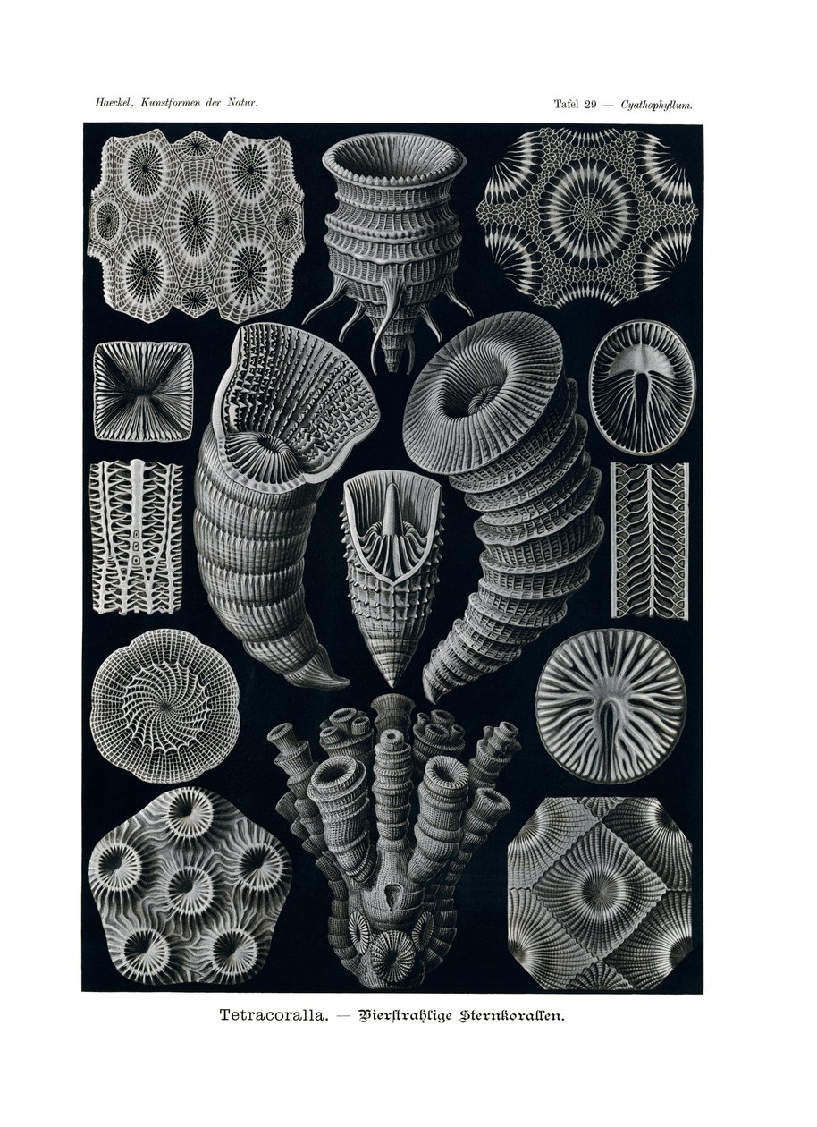 टेट्राकोराला, 1899-1904 द्वारा जर्मन स्कूल