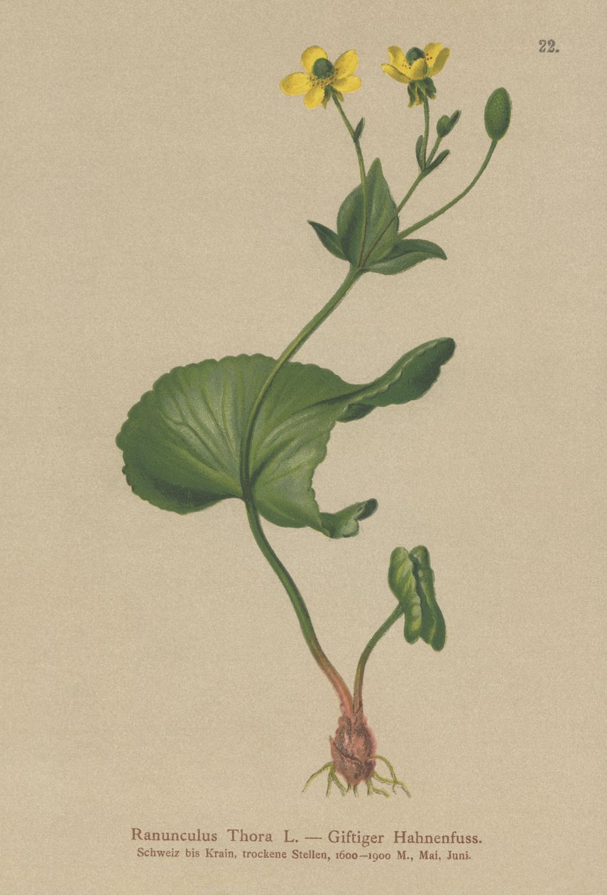 Thora Buttercup (Ranunculus Thora)  द्वारा जर्मन स्कूल