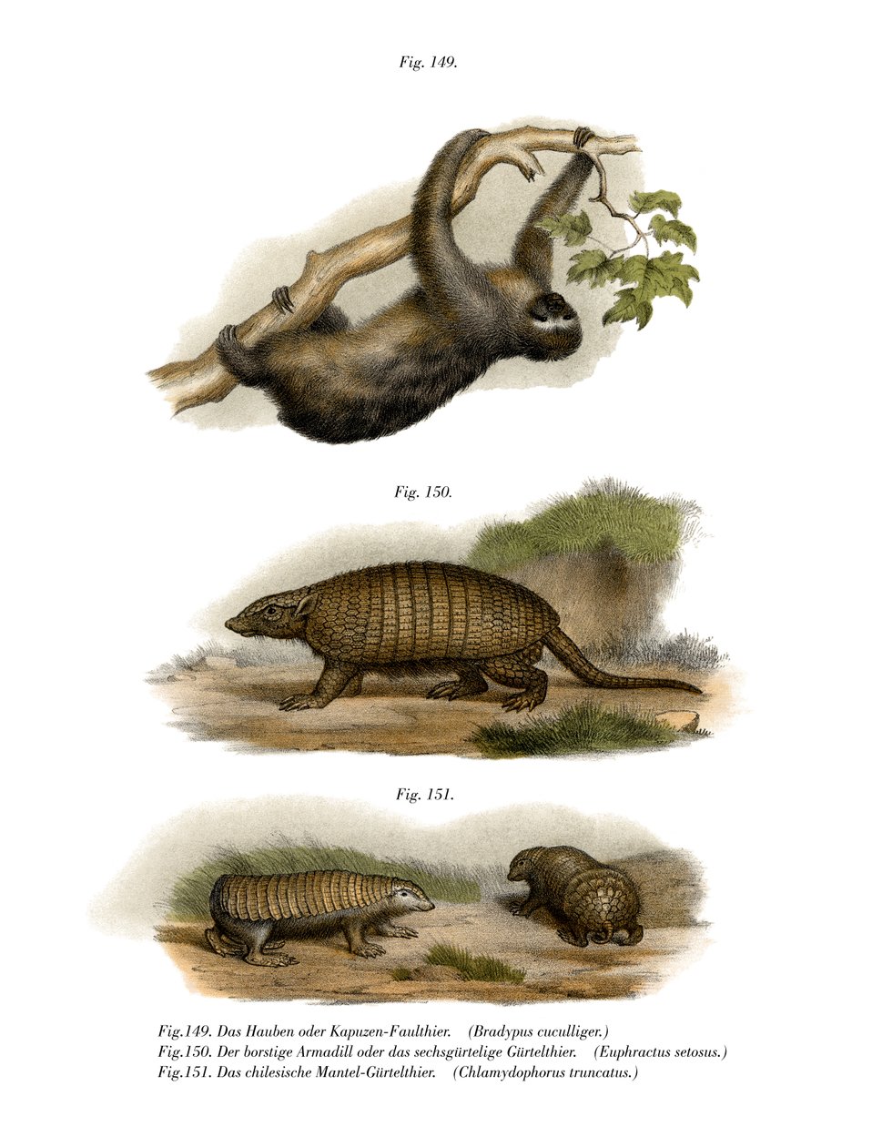 थ्री-टो्ड स्लॉथ, 1860 द्वारा जर्मन स्कूल