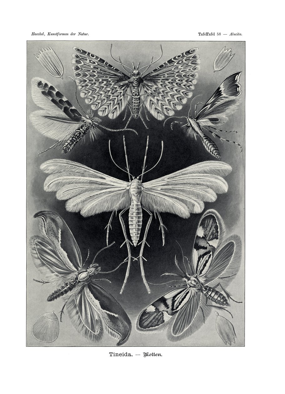 टिनेडा, 1899-1904 द्वारा जर्मन स्कूल