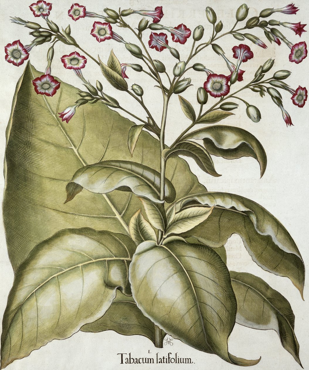 तुलसी का पौधा, तुलसी बेसलर (1561-1629), हॉर्टस आइस्टेटेंसिस से पब। 1613 (हाथ के रंग का उत्कीर्णन) द्वारा जर्मन स्कूल