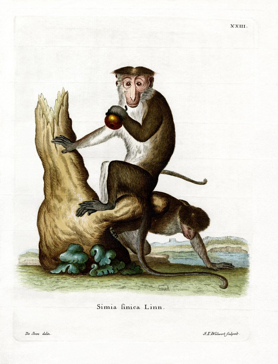 Toque Macaque (रंगीन उत्कीर्णन) द्वारा जर्मन स्कूल