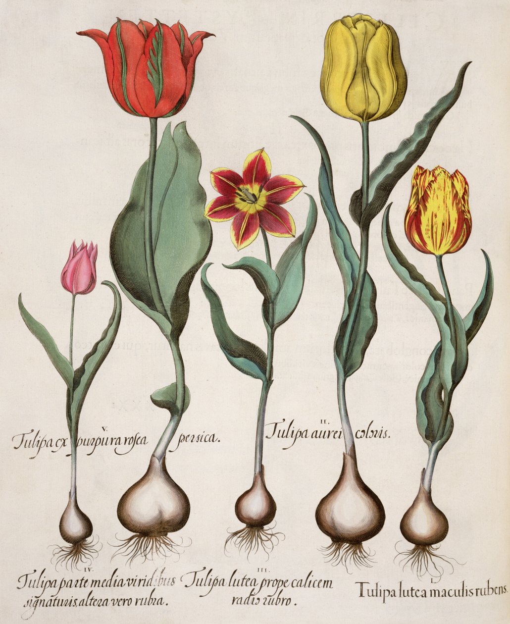 गुलदस्ता: 1.Tulipa पीले और लाल धब्बे; 2.Tulipa सोना; लाल की जड़ के पास 3.Tulipa पीला कप; 4.Tulipa, हरे और लाल रंग के साथ अन्य के बीच के हिस्से के हस्ताक्षर; 5.Tulipa पूर्व बैंगनी गुलाबी आड़ू द्वारा जर्मन स्कूल