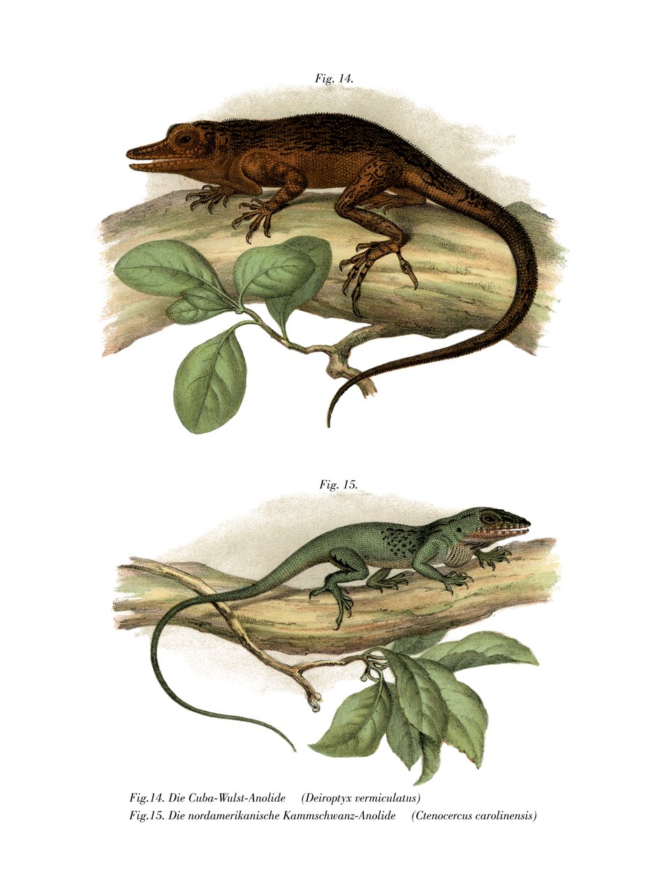 Vinales Anole (रंग लिथो) द्वारा जर्मन स्कूल