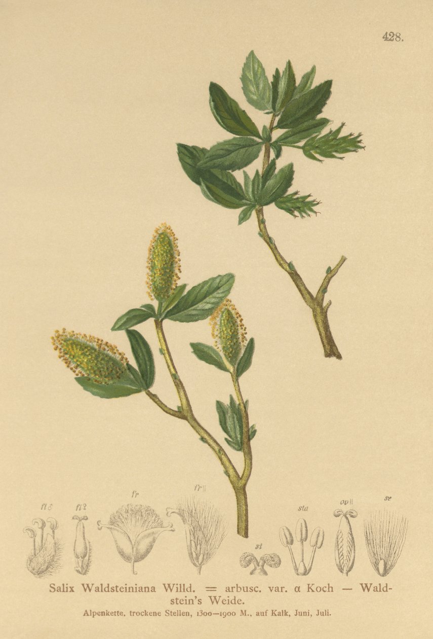 Waldsteins Willow (सैलिक्स Waldsteiniana, सैलिक्स अरबस। var।) द्वारा जर्मन स्कूल