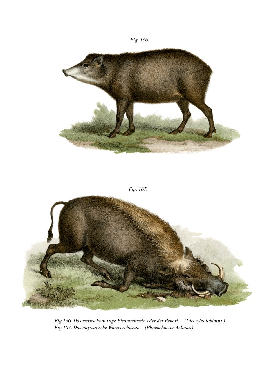 वर्थोग, 1860 द्वारा जर्मन स्कूल