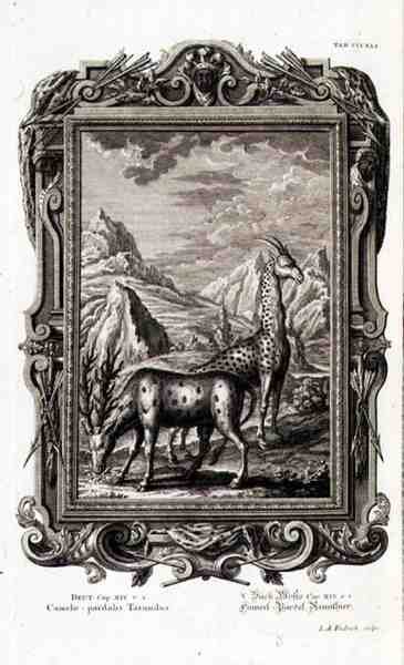 जैकब एंड्रियास फ्रिड्रिच (1684-1751) ऑग्सबर्ग द्वारा उकेरी गई 'फिजिका सैक्रा' से जंगली जानवर द्वारा जर्मन स्कूल