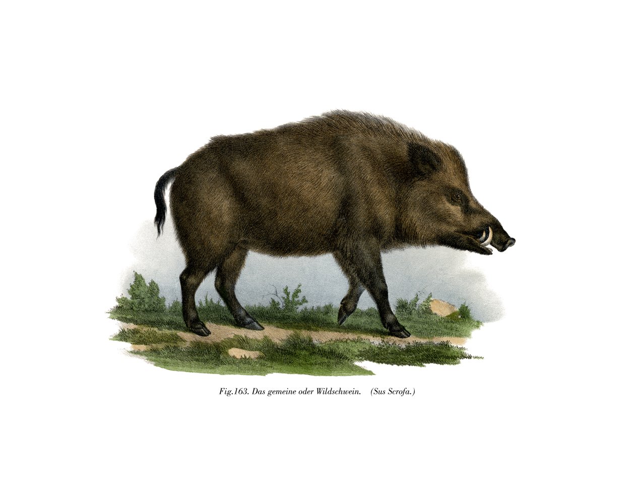जंगली सूअर, 1860 द्वारा जर्मन स्कूल