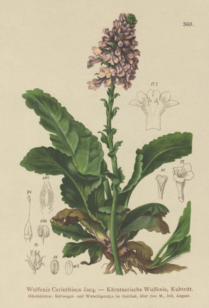 Wulfenia (Wulfenia Carinthiaca) द्वारा जर्मन स्कूल