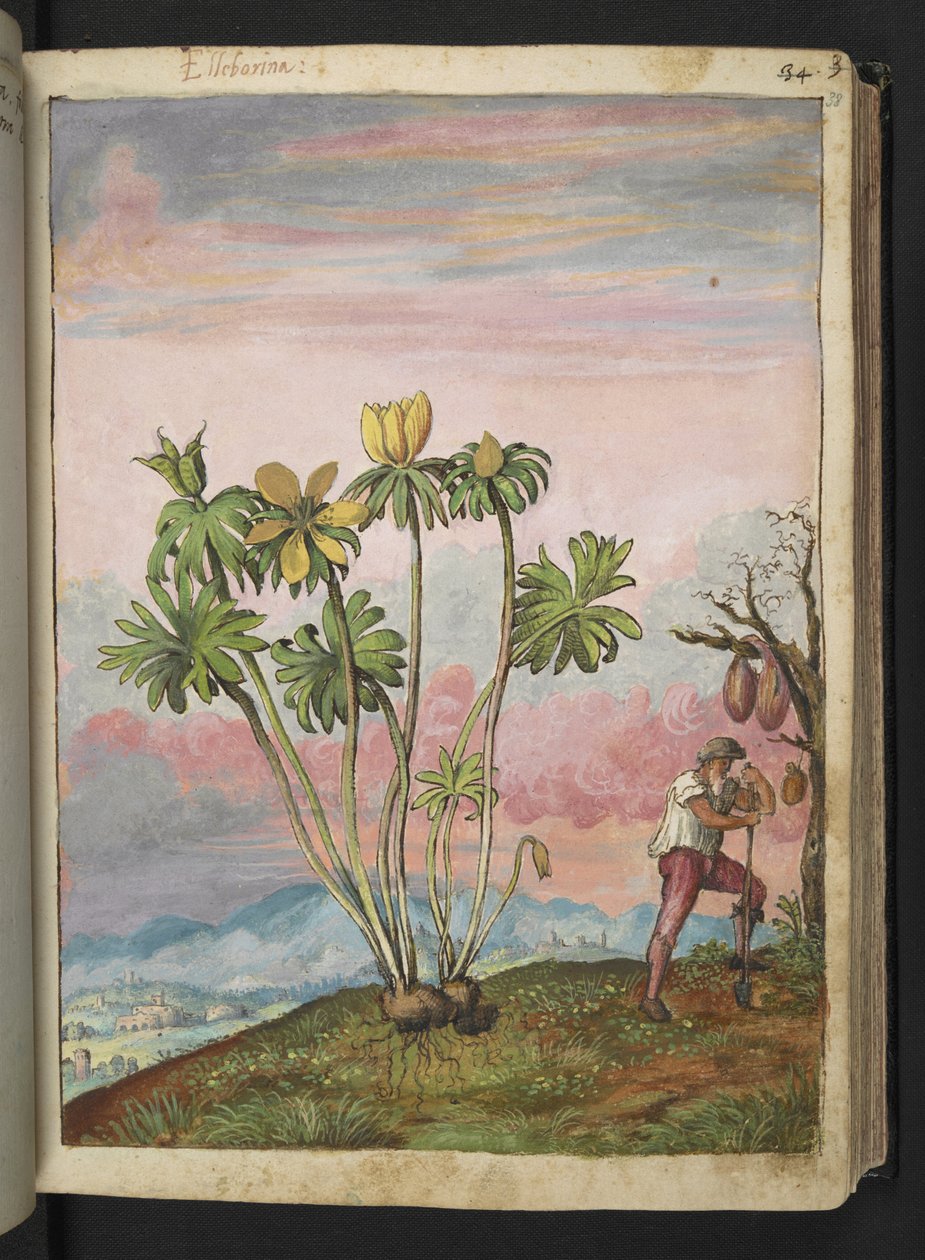  द्वारा घेरार्दो सिबो