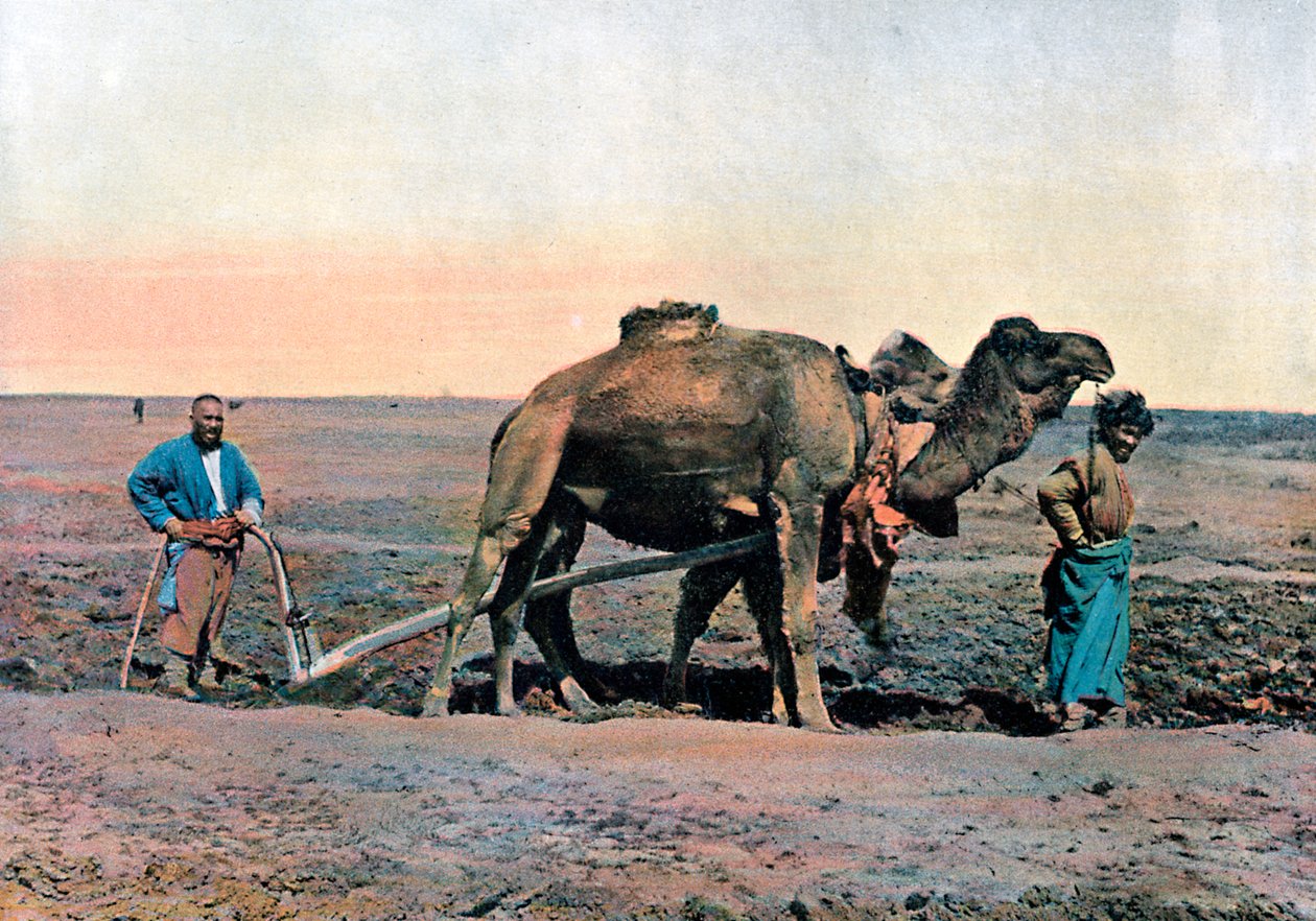 ऊंट, काकेशस, सी 1890 के साथ जुताई करते खेत मजदूर। द्वारा Gillot