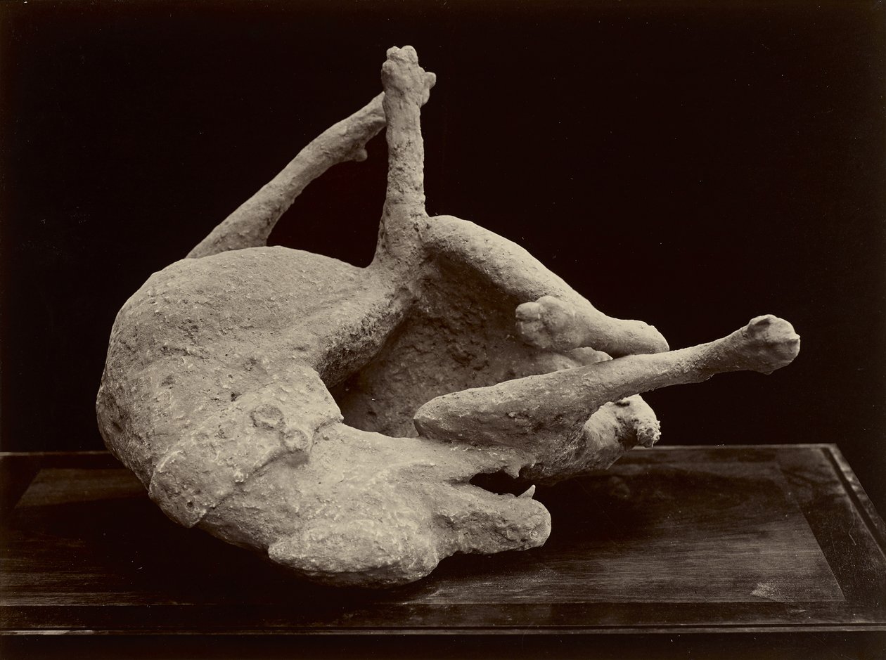 डॉग, पोम्पेई, c.1870 (ग्लास नेगेटिव से एल्बम सिल्वर प्रिंट) द्वारा जियोर्जियो गर्मी