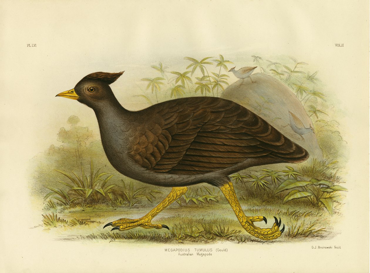 ऑस्ट्रेलियाई मेगापोड, 1891 द्वारा ग्रेसियस ब्रोइनोवस्की