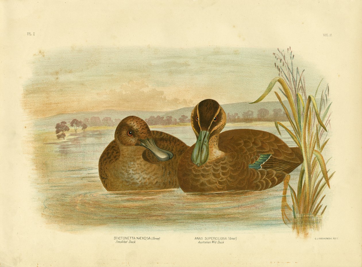 ऑस्ट्रेलियाई जंगली बतख, 1891 द्वारा ग्रेसियस ब्रोइनोवस्की