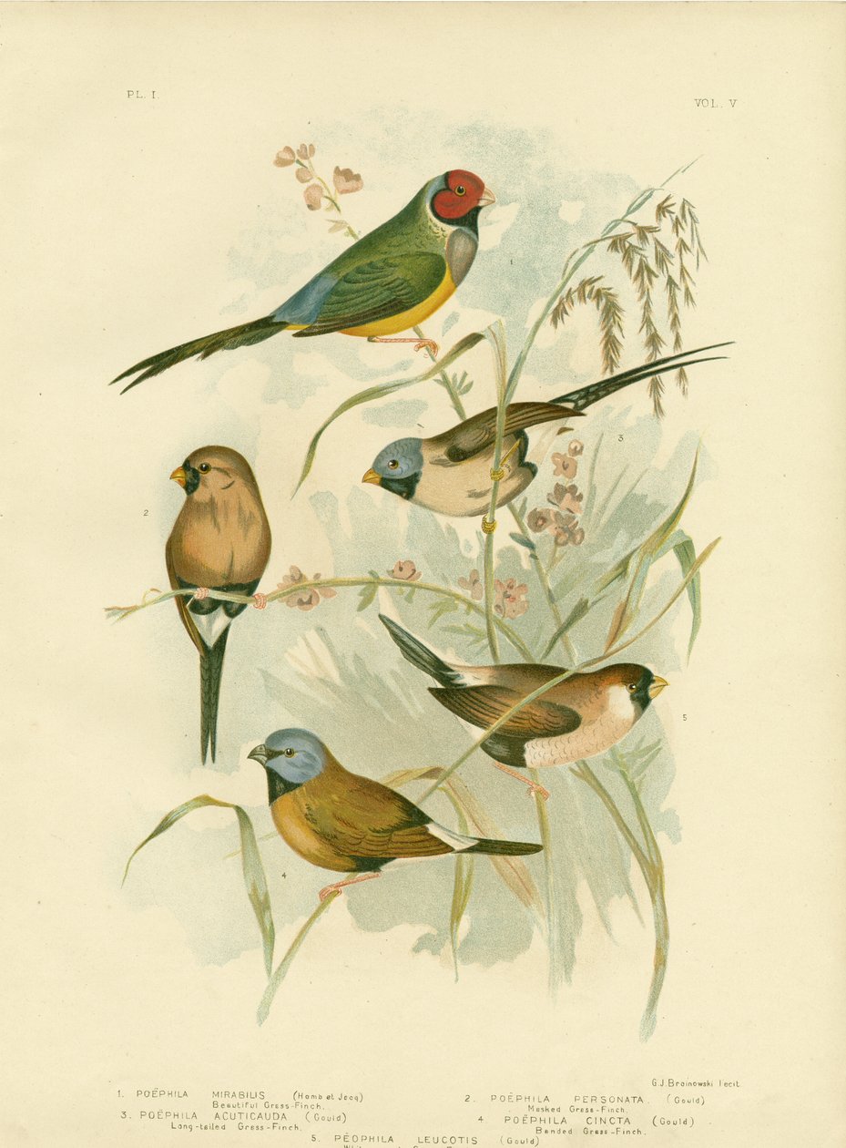 सुंदर घास-फिंच, 1891 द्वारा ग्रेसियस ब्रोइनोवस्की