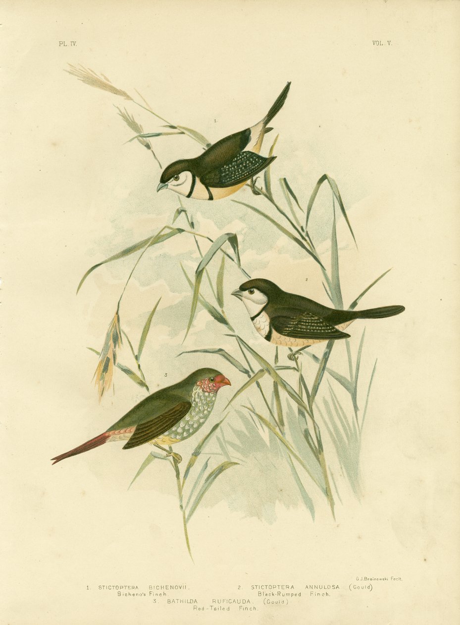 बिचेनो की फिंच, 1891 द्वारा ग्रेसियस ब्रोइनोवस्की